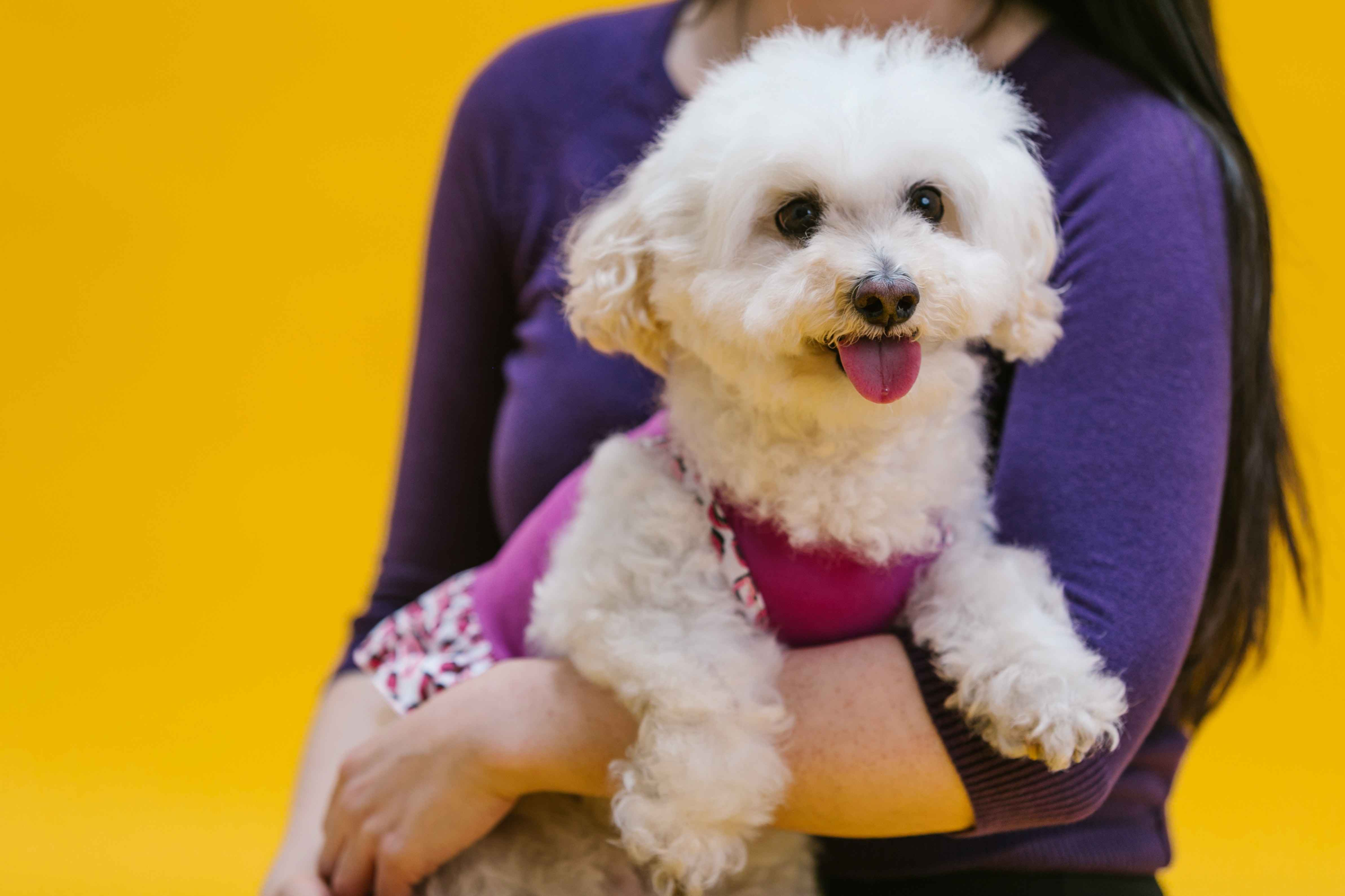 What are the signs and symptoms of urinary incontinence in Poodles, and how can it be managed?